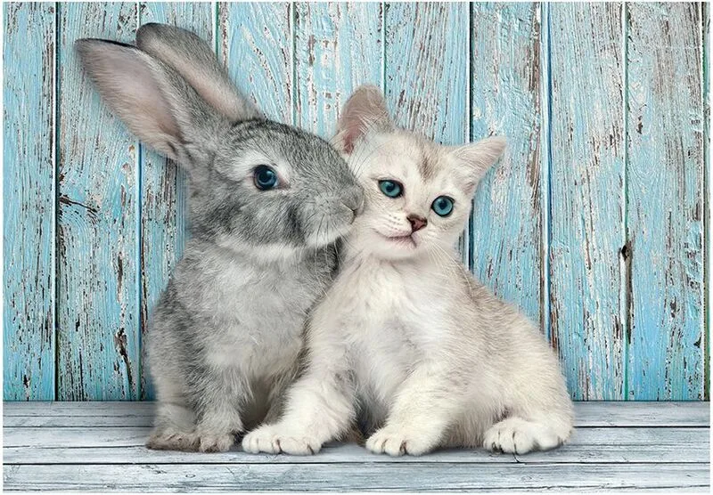 Clementoni Παζλ 500 H.Q. Cat & Bunny (1220-35539) - φωτογραφία 2